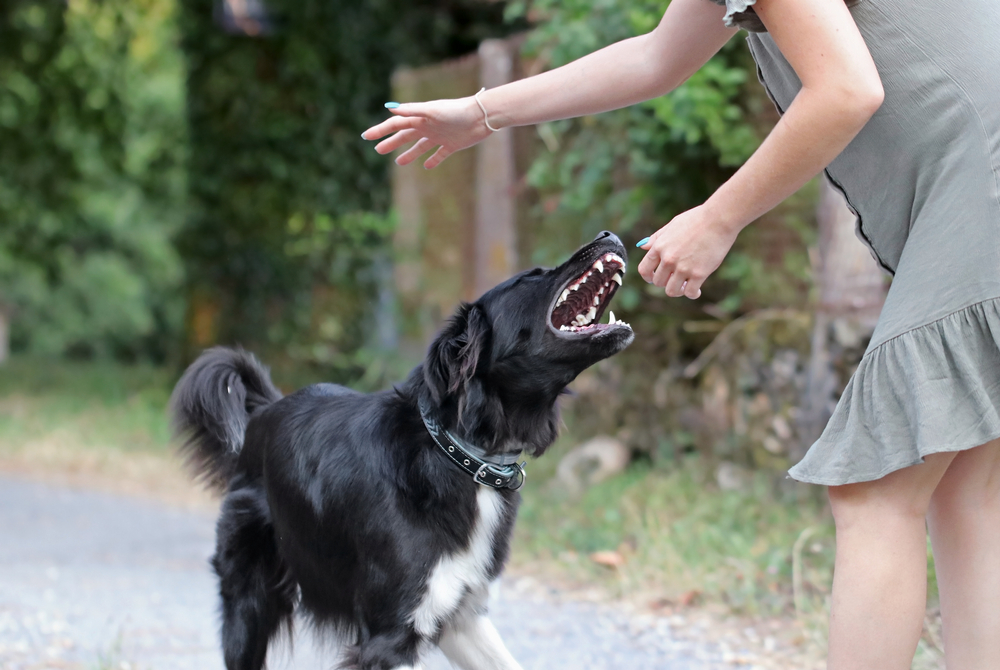 Aggressive dog attacking woman in Florida